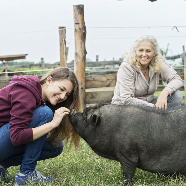 3er-Hof Akademie Eva Hieret mit Hängebauchschwein 3er-Hof Akademie Eva Hieret mit Hängebauchschwein