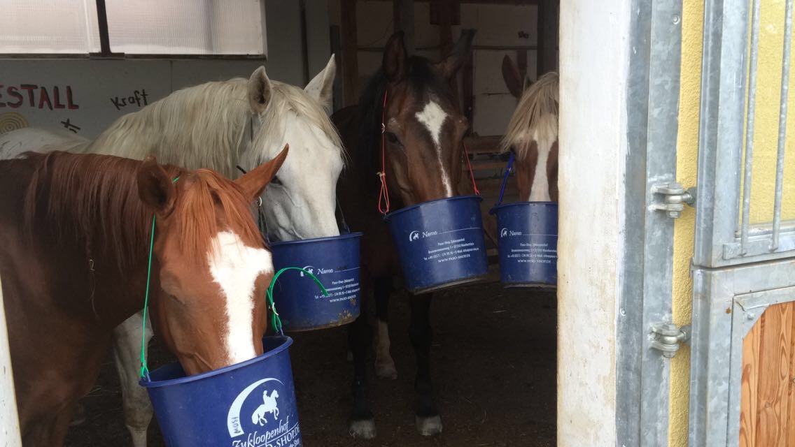 Pferdefütterung Pferdefütterung