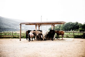 Pferdeherde im Offenstall Pferdeherde im Offenstall