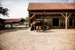 Offenstall mit Pferden Offenstall mit Pferden